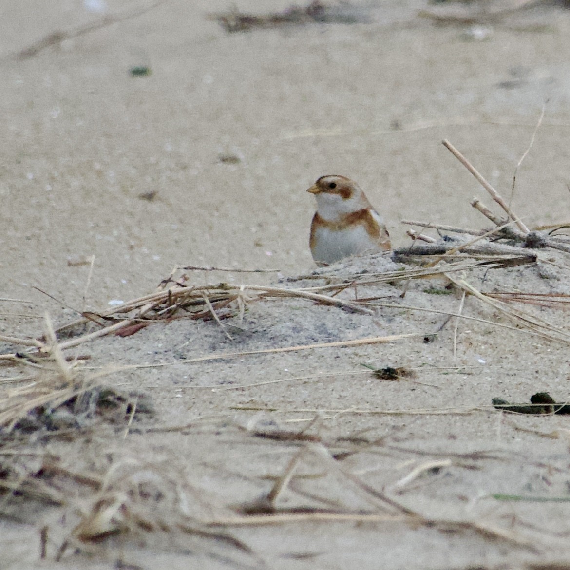 Snow Bunting - ML646487246