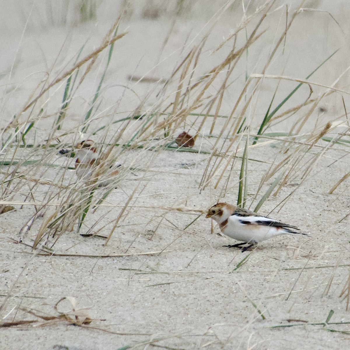 Snow Bunting - ML646487247