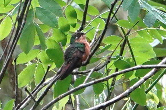 Brazilian Ruby - ML646487248