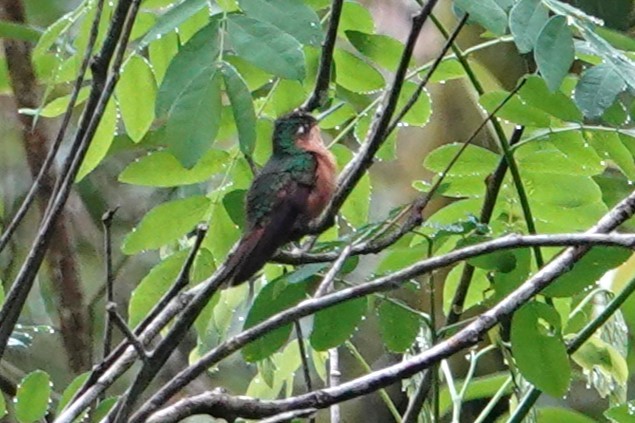 Brazilian Ruby - ML646487253