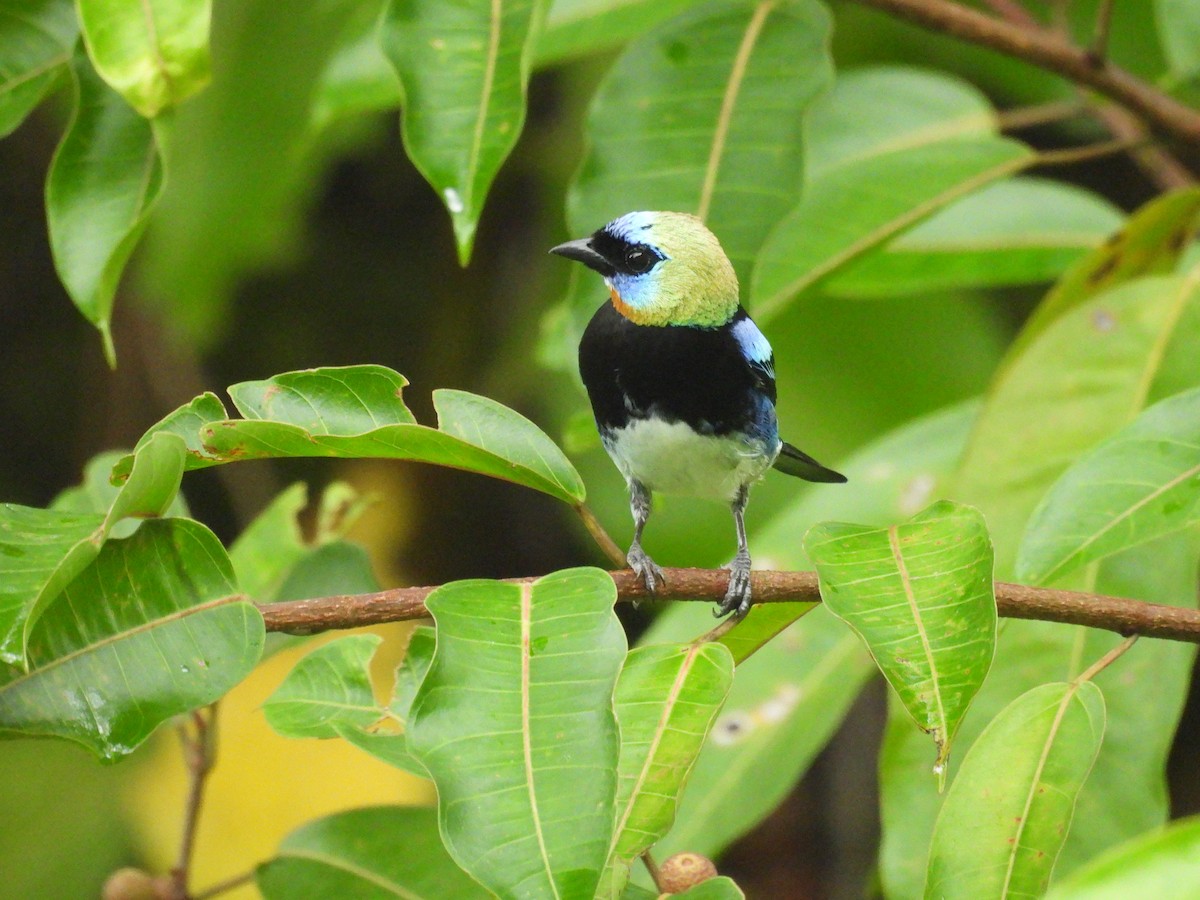 Золотистоголовая танагра - ML646487254