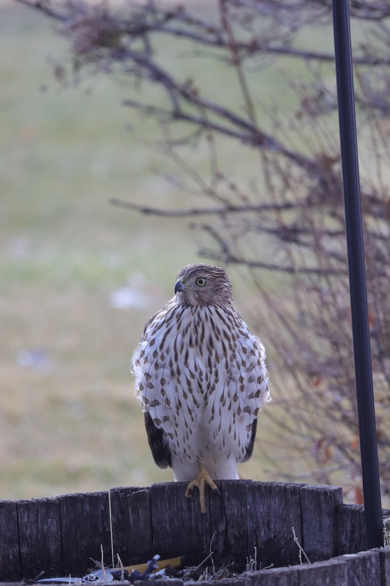 jestřáb americký - ML646487255