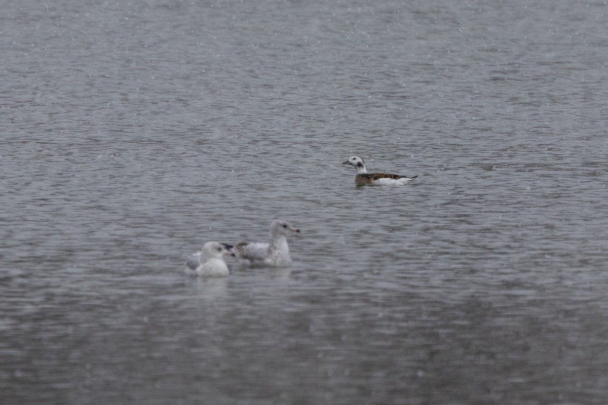 Izotz-ahatea - ML646487256