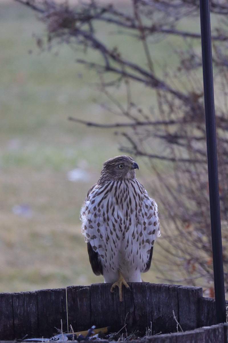 jestřáb americký - ML646487264