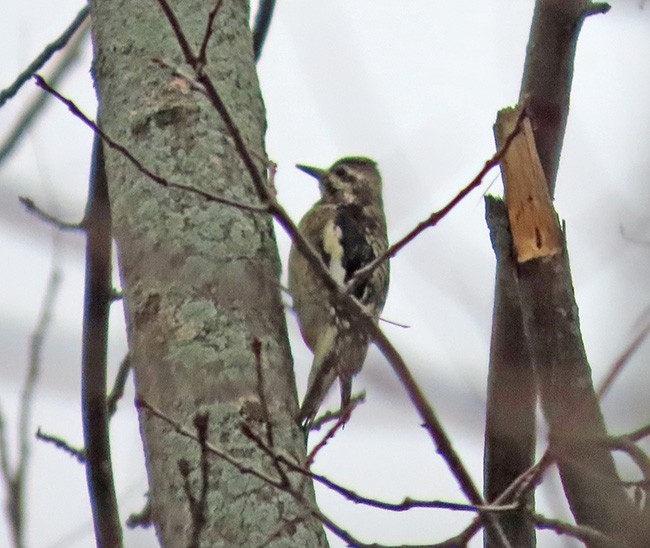 Yellow-bellied Sapsucker - ML646487265