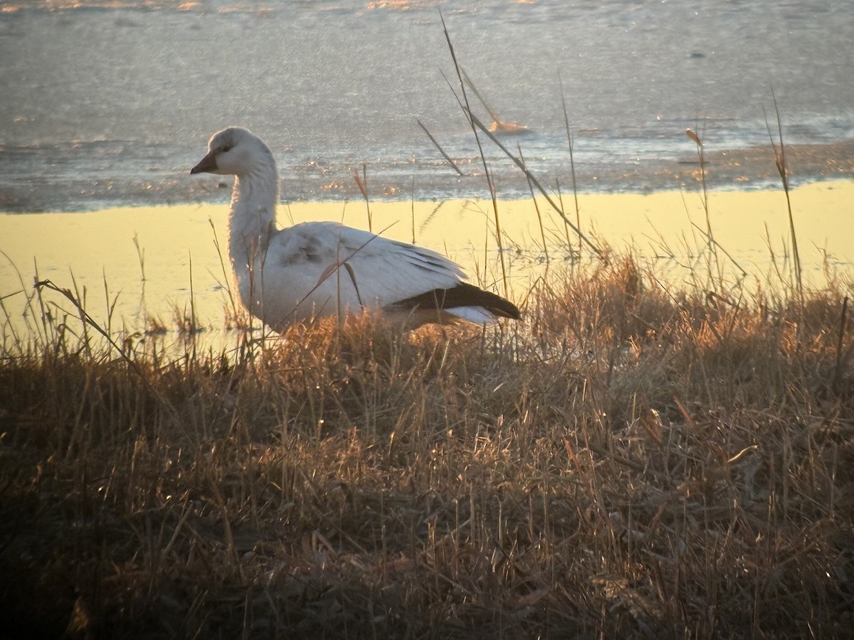 Ross's Goose - ML646487270