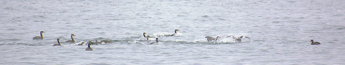 Kızıl Boyunlu Batağan - ML646487271