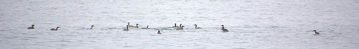 Kızıl Boyunlu Batağan - ML646487272