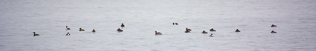 Kızıl Boyunlu Batağan - ML646487273