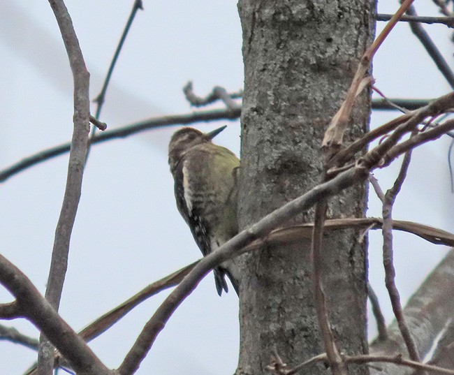 Yellow-bellied Sapsucker - ML646487280