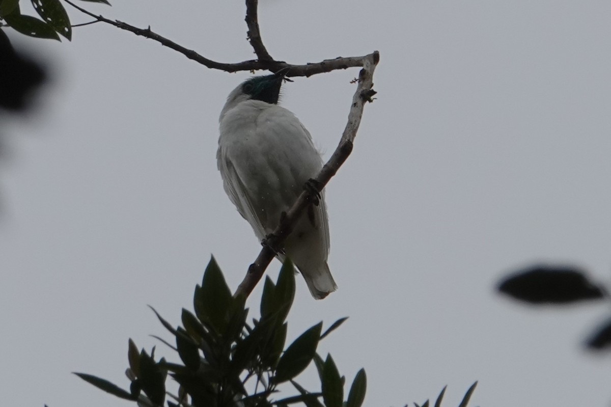 Bare-throated Bellbird - ML646487292