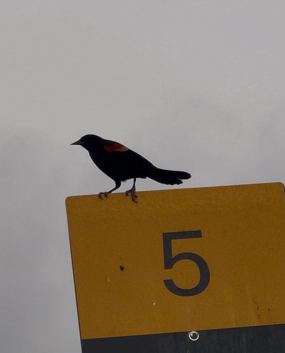 Sargento Alirrojo - ML646487296