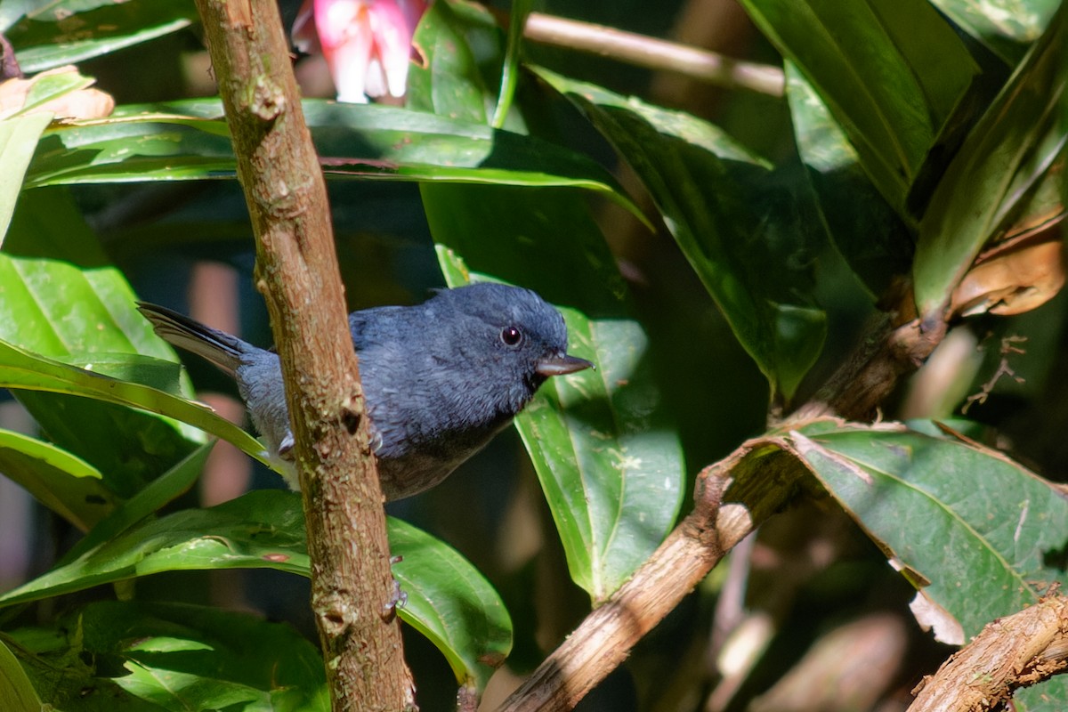 Slaty Flowerpiercer - ML646487297