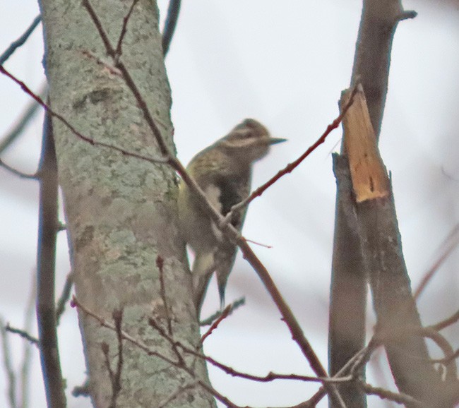 Yellow-bellied Sapsucker - ML646487301