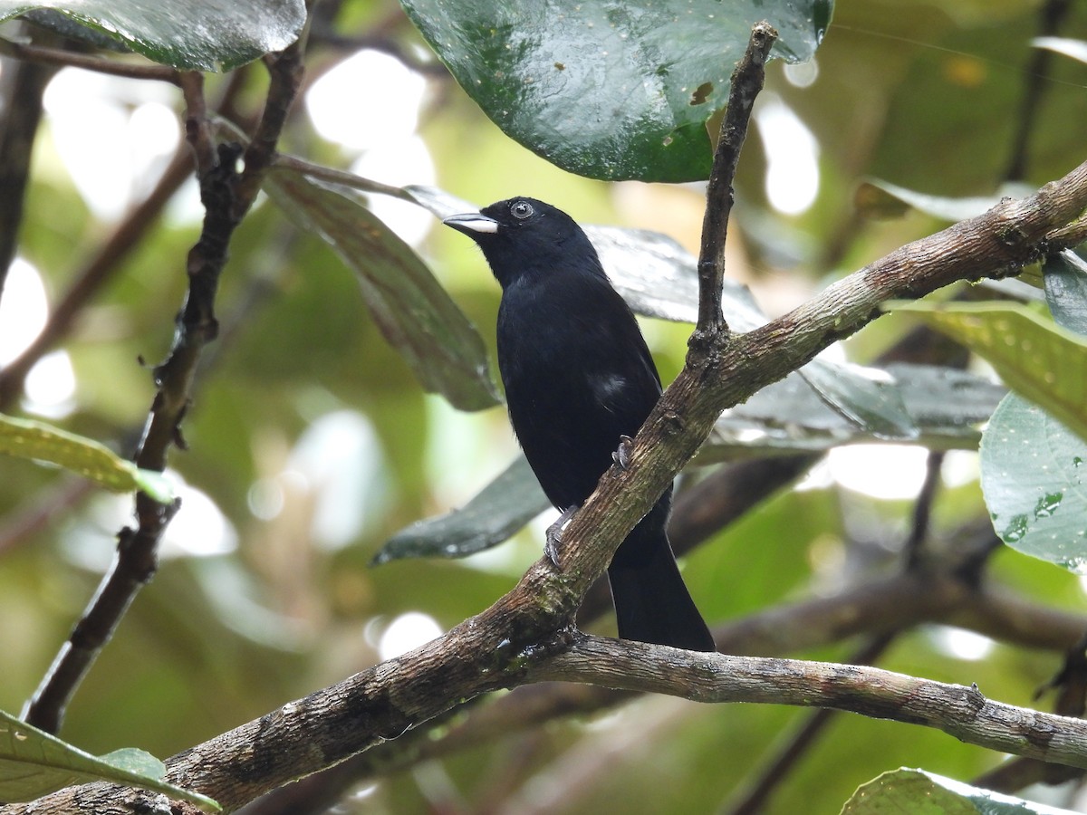 White-shouldered Tanager - ML646487304