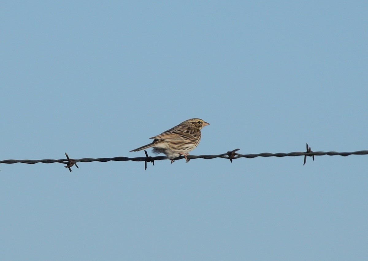 Savannah Sparrow - ML646487314