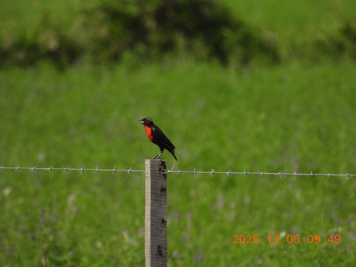White-browed Meadowlark - ML646487315