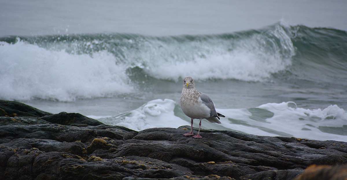 Amerika Gümüş Martısı - ML646487320