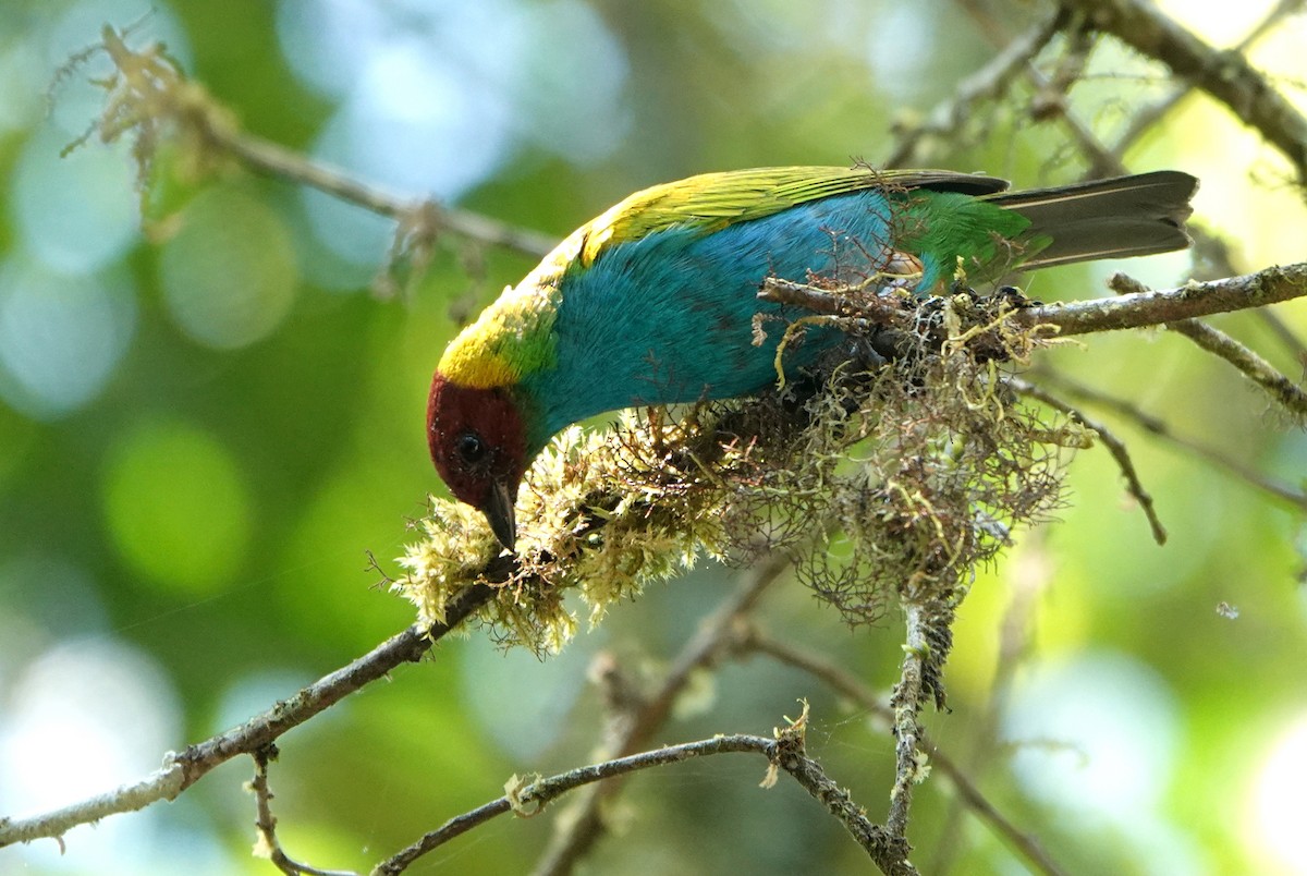 Calliste rouverdin - ML646487328