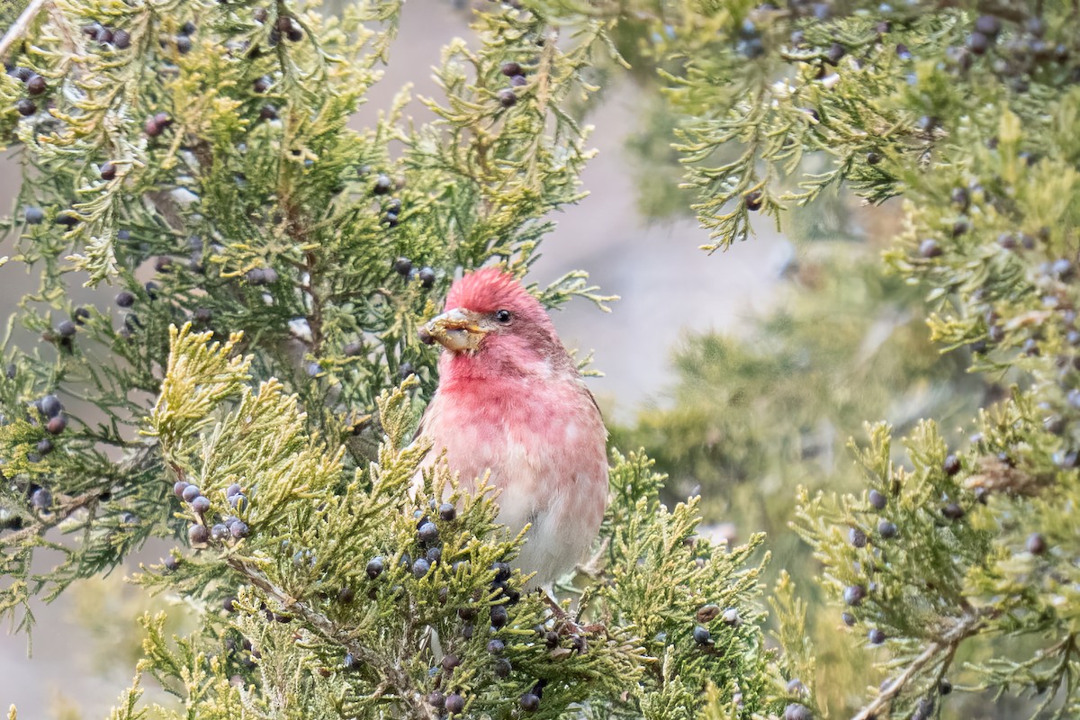 Camachuelo Purpúreo - ML646487333