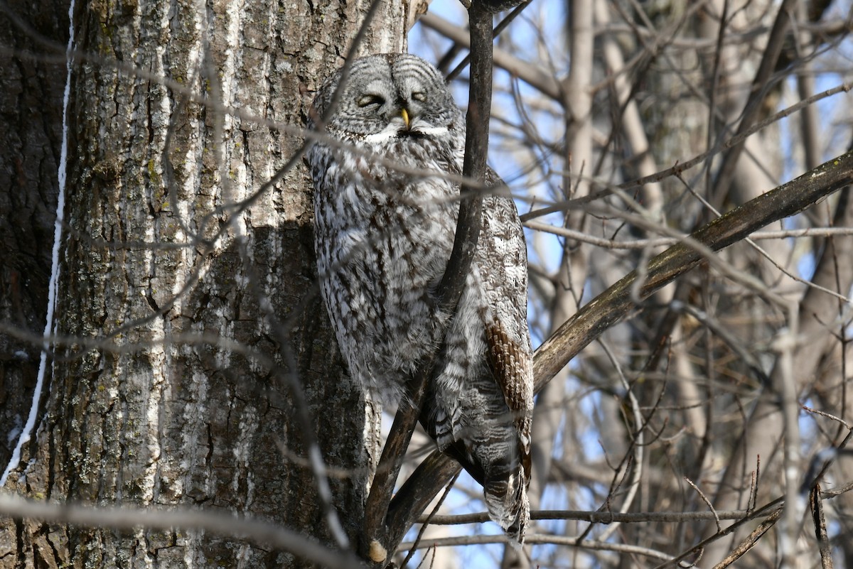Great Gray Owl - ML646487340