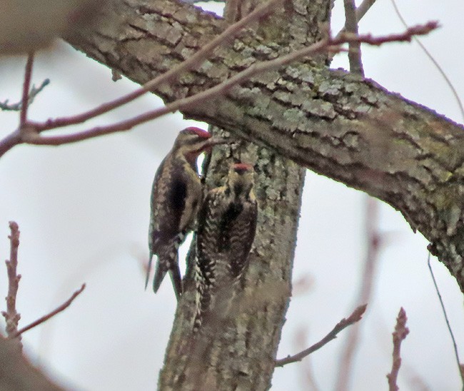 Yellow-bellied Sapsucker - ML646487343