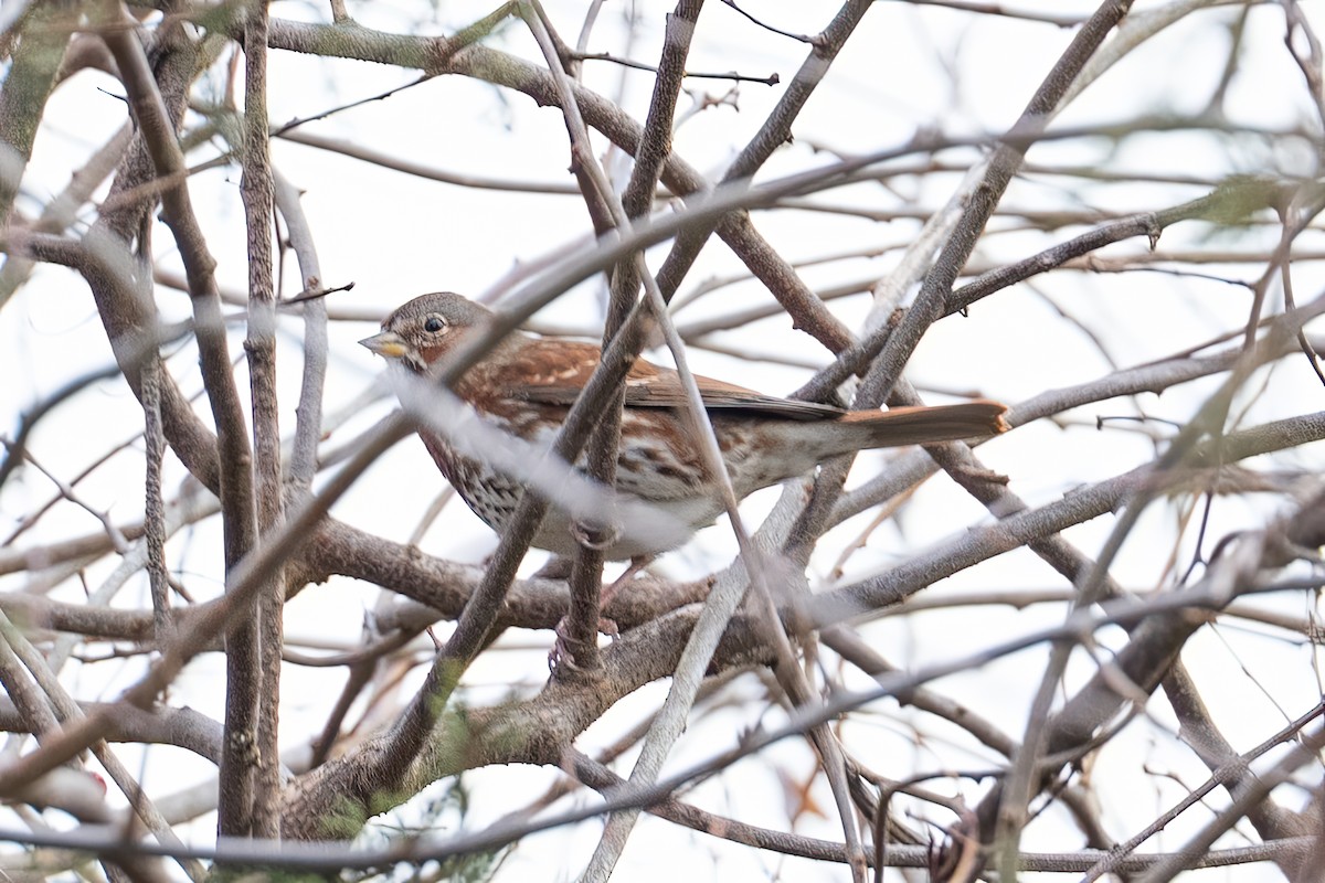 Fox Sparrow (Red) - ML646487345