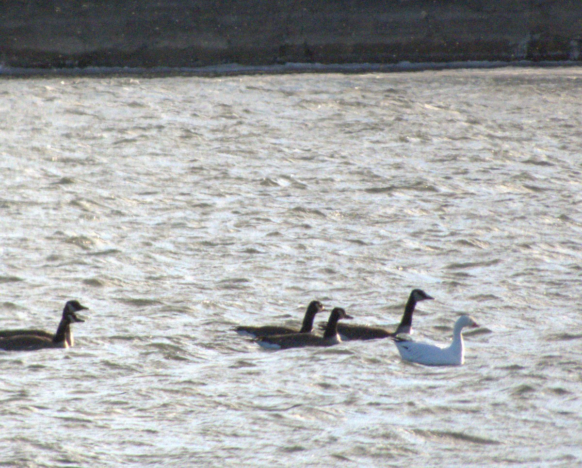 ハクガン - ML646487353