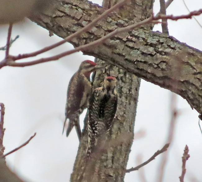 Yellow-bellied Sapsucker - ML646487356