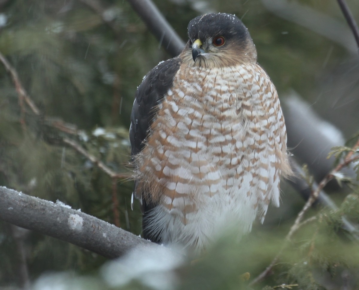 Sharp-shinned Hawk - ML646487361