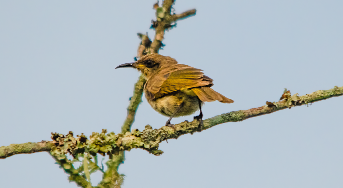 Brown Honeyeater - ML646487362