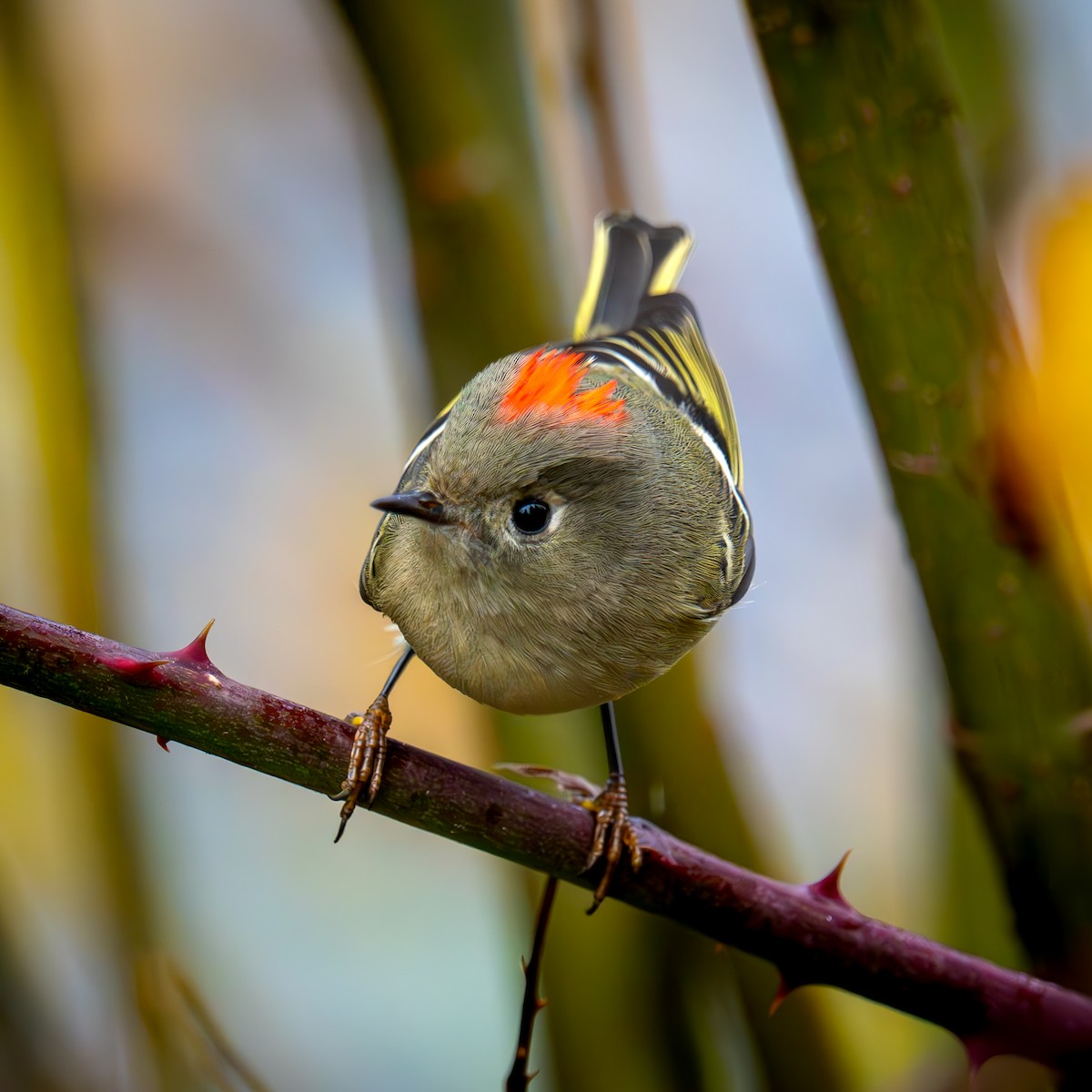 Erregetxo mottogorria - ML646487363