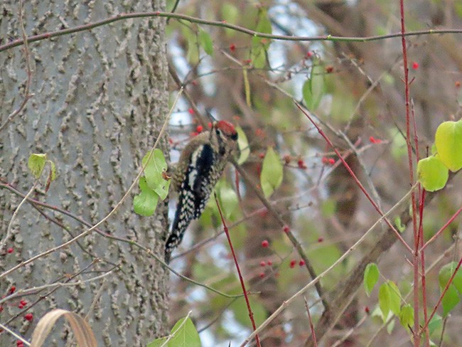 Yellow-bellied Sapsucker - ML646487364