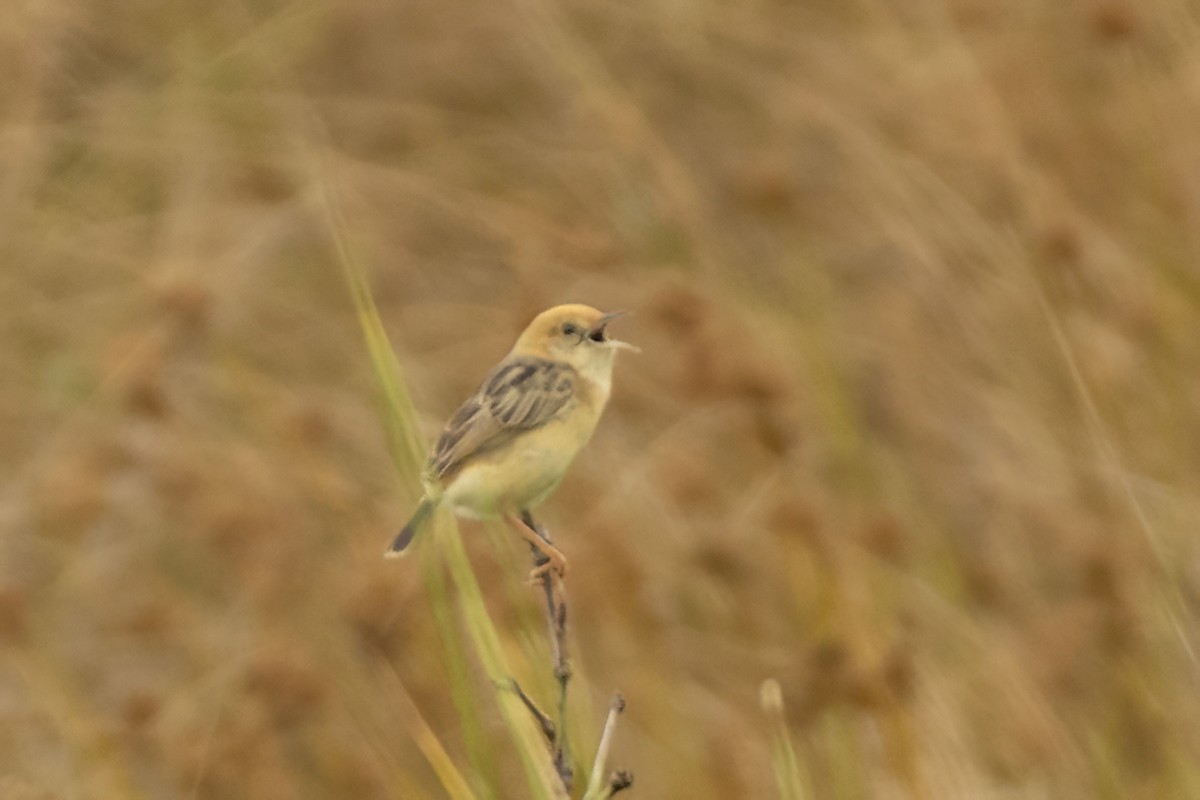 Golden-headed Cisticola - ML646487365