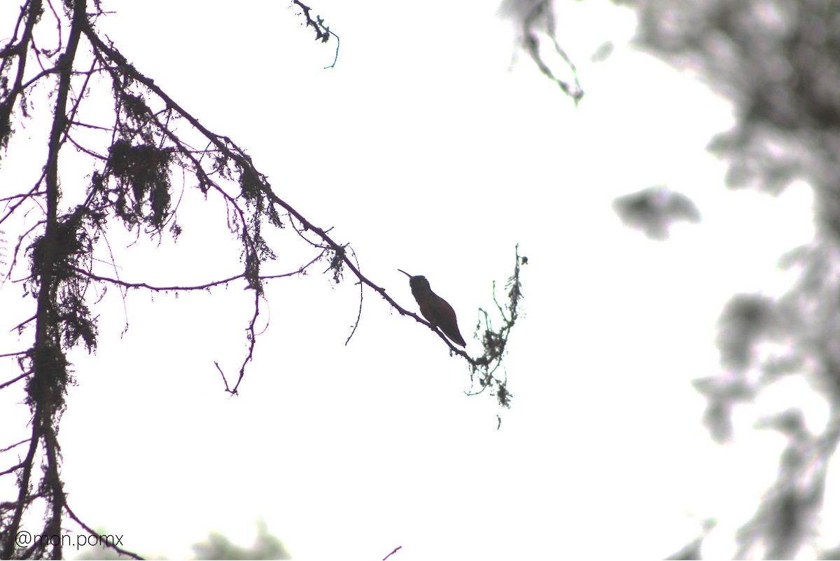 Amazilia Hummingbird - ML646487366