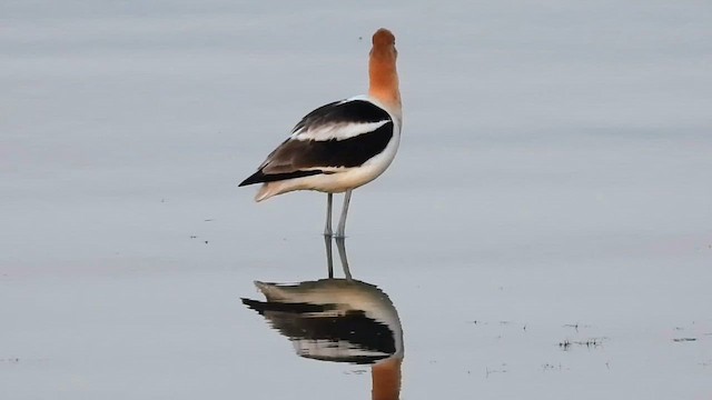 Abozeta laranja - ML646487367