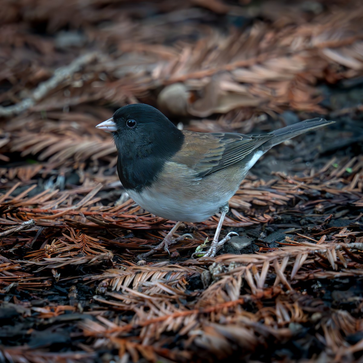 Dark-eyed Junco - ML646487369