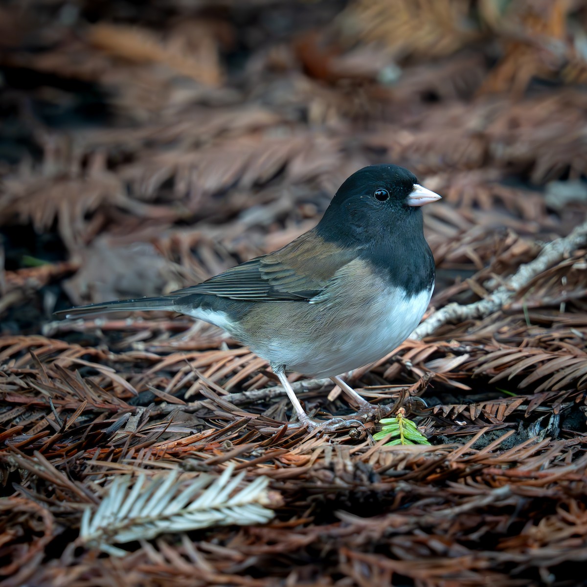 Dark-eyed Junco - ML646487370