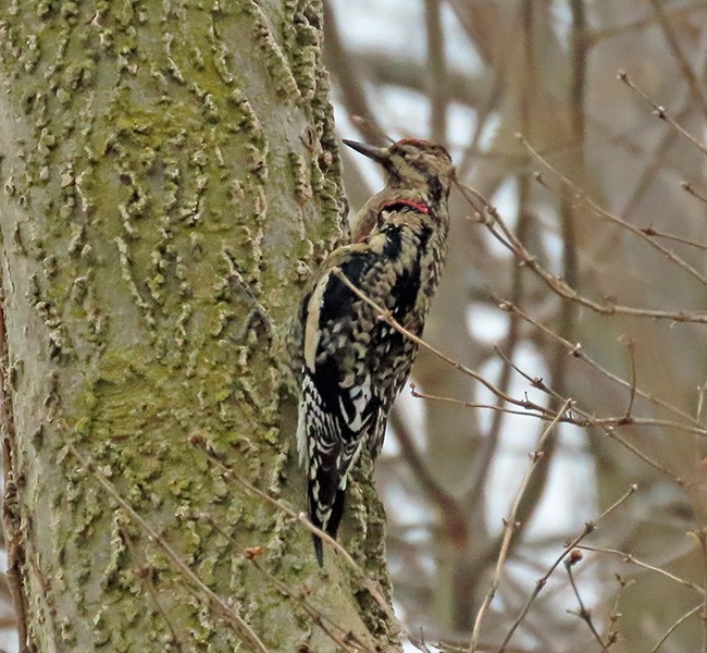 Yellow-bellied Sapsucker - ML646487371