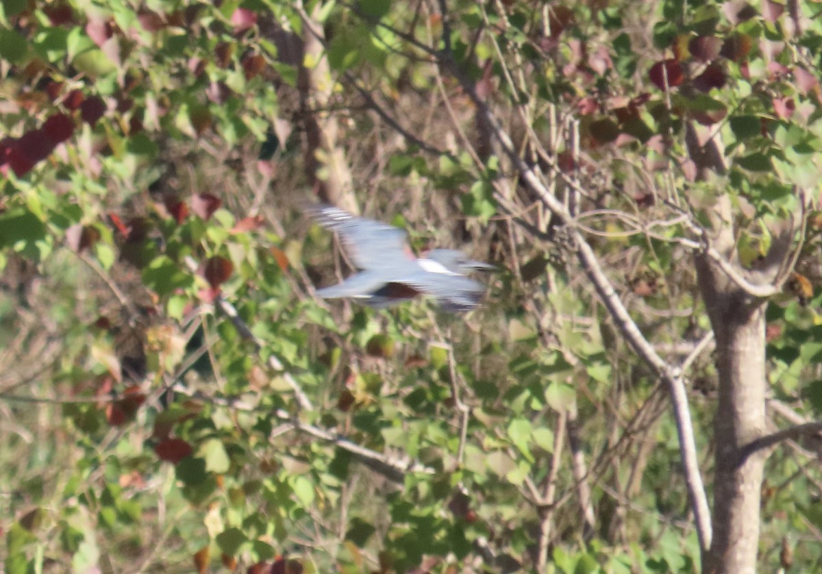 Martin handi iparramerikarra - ML646487375