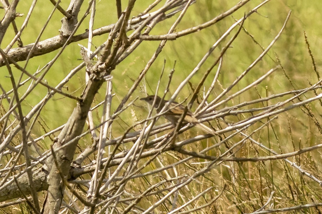 Tawny Grassbird - ML646487376