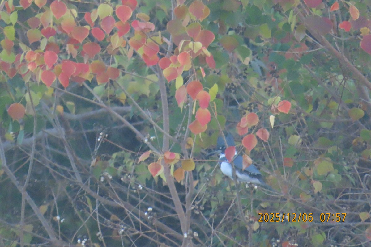 Martin handi iparramerikarra - ML646487378