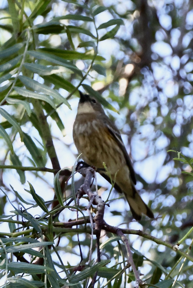 Yellow-rumped Warbler - ML646487379