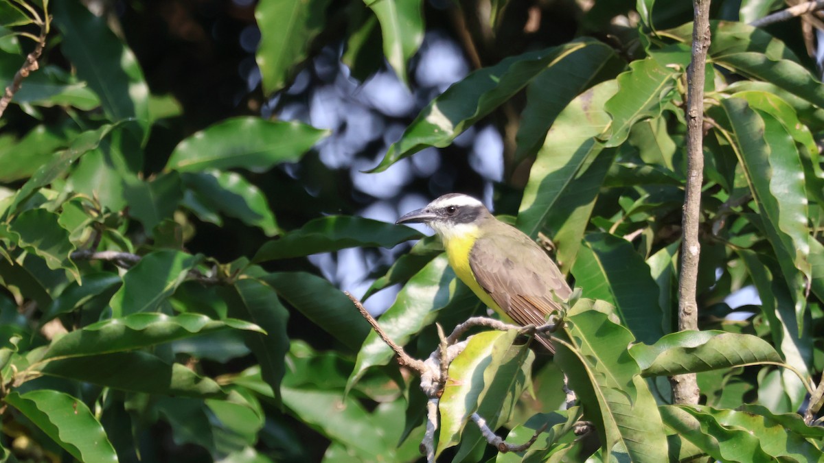 Boat-billed Flycatcher (Northern) - ML646487380