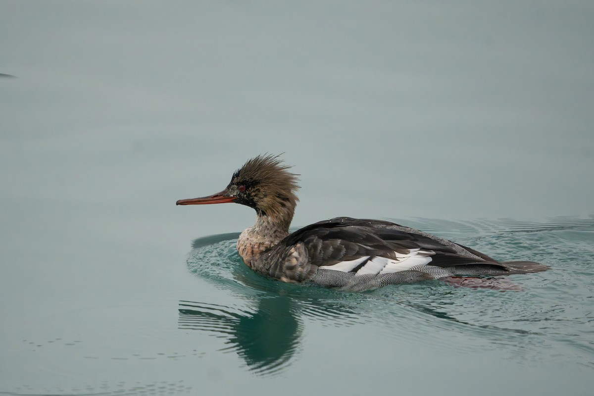 Zerra ertaina - ML646487382