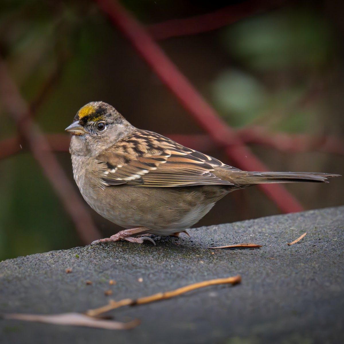 Golden-crowned Sparrow - ML646487383