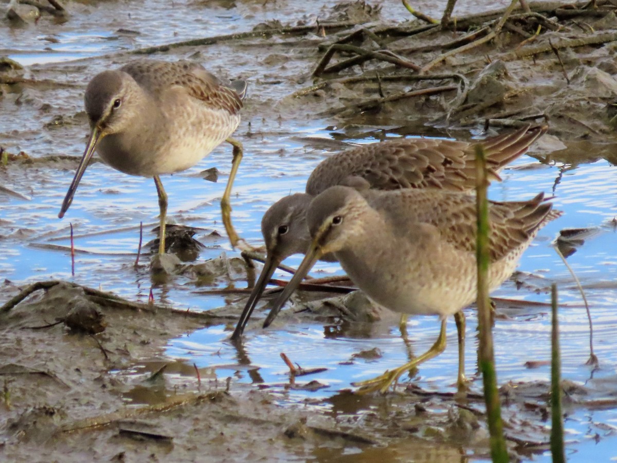 Kuliska oilagorra - ML646487387