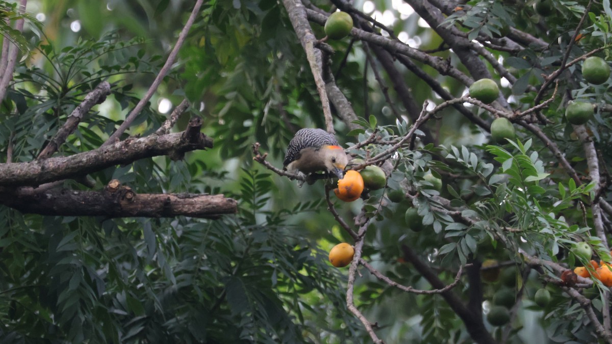 Golden-fronted Woodpecker (Velasquez's) - ML646487388