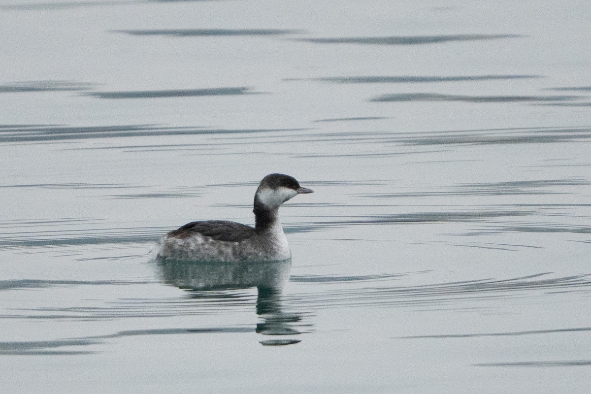 Txilinporta urrebelarria - ML646487389