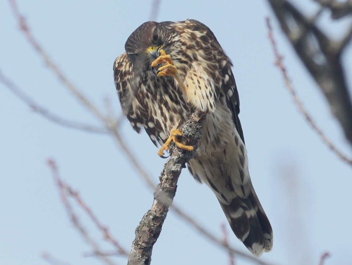 Belatz txikia - ML646487390